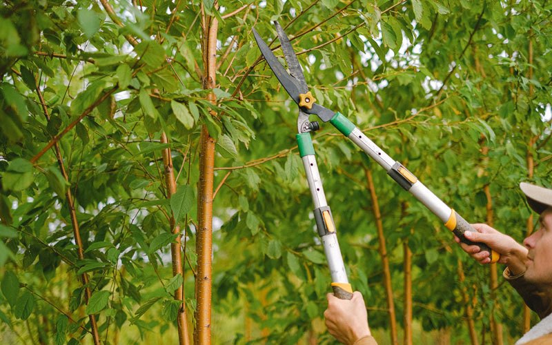 Tree trimming in Coos Bay, OR
